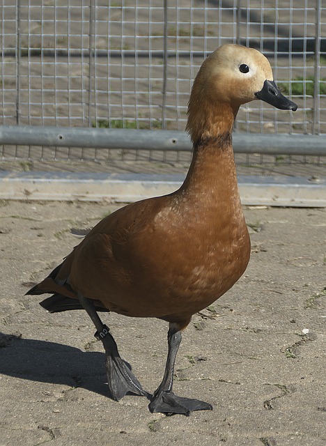 能够在这样