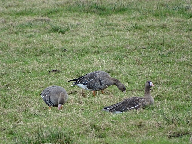 球队的防线 球队的防线